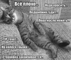 Кот, которому каждый шаг давался с болью, пришел к людям за помощью