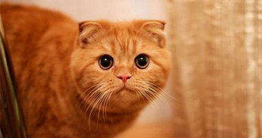 а меня погладить?