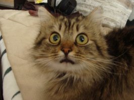 Мой подобранец тоже до тунца не дурак!