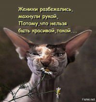 О. Чувствуется суровая поступь настоящего эксперта в мире кошек - сильной независимой женщины.