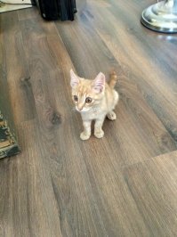 Мой "чмындя". Это он после месяца ежедневных уколов капельниц и клизм . Первый раз на новом месте .  К сожалению останется хромым.