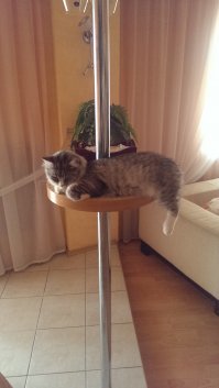 наша "сибирочка " 3,5 года