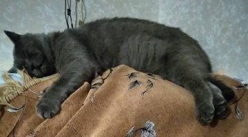 Мы 4 месяца назад подобрали выброшенного, уже не сильно молодого кота. Он был очень грустный сначала. Боялся 9-ти летнюю дочку, старался ее избегать. Наверное раньше дети его обижали. Первые два месяца постоянно спал, ходил только есть и в туалет. С туалетом были проблемы, скорее всего из-за этого его и выбросили. Мы с этим справились. Спустя 3 месяца кот начал играть игрушками. 
Сейчас он вполне довольный кот - оказался очень добрым мурчалкой, с дочкой тоже подружился. Только вот имя никак ему не подберем, чтобы ему подошло. 
Первые две фотки - его первый день у нас дома, последняя спустя 4 месяца.