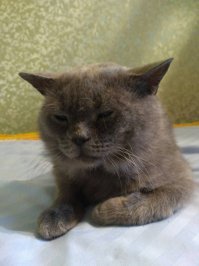 Мы 4 месяца назад подобрали выброшенного, уже не сильно молодого кота. Он был очень грустный сначала. Боялся 9-ти летнюю дочку, старался ее избегать. Наверное раньше дети его обижали. Первые два месяца постоянно спал, ходил только есть и в туалет. С туалетом были проблемы, скорее всего из-за этого его и выбросили. Мы с этим справились. Спустя 3 месяца кот начал играть игрушками. 
Сейчас он вполне довольный кот - оказался очень добрым мурчалкой, с дочкой тоже подружился. Только вот имя никак ему не подберем, чтобы ему подошло. 
Первые две фотки - его первый день у нас дома, последняя спустя 4 месяца.