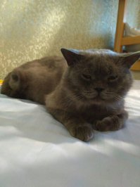 Мы 4 месяца назад подобрали выброшенного, уже не сильно молодого кота. Он был очень грустный сначала. Боялся 9-ти летнюю дочку, старался ее избегать. Наверное раньше дети его обижали. Первые два месяца постоянно спал, ходил только есть и в туалет. С туалетом были проблемы, скорее всего из-за этого его и выбросили. Мы с этим справились. Спустя 3 месяца кот начал играть игрушками. 
Сейчас он вполне довольный кот - оказался очень добрым мурчалкой, с дочкой тоже подружился. Только вот имя никак ему не подберем, чтобы ему подошло. 
Первые две фотки - его первый день у нас дома, последняя спустя 4 месяца.