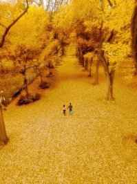 - Никогда в рашке не умели наладить работу дворников!!!
- Идиот, это - Нью Йорк!
- Какое высокохудожественное фото...!