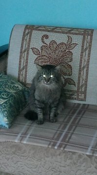 Тоже бывший бродяга. Наш Матвейка. Пришёл уже взрослым, где то 2-3 года и ... поселился навеки. Сколько же тепла и уюта приносят в дом эти пушистики)))