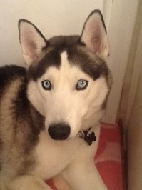 Сибирский хаски Ануко ненавидит Рождество и показывает это всем своим видом