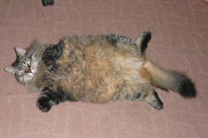 Подборка 10 домашних пухнастиков, без которых скучно жить!