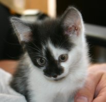 А когда подобрали - мордень была поменьше. :)