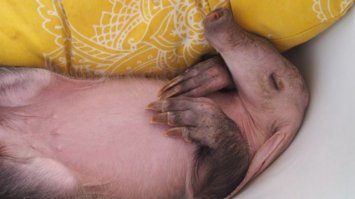 Милые фотографии детенышей животных