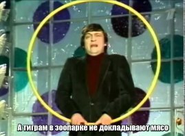 «Какие батоны». Цирковые львицы из владивостока прославились благодаря пухленьким бокам