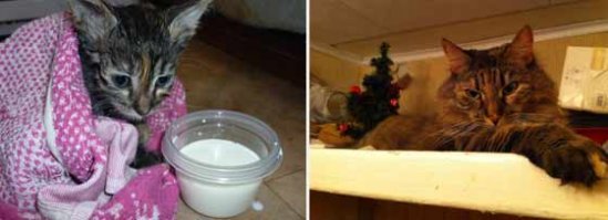 ну и снова моя кЫса))) найденыш у мусорки))