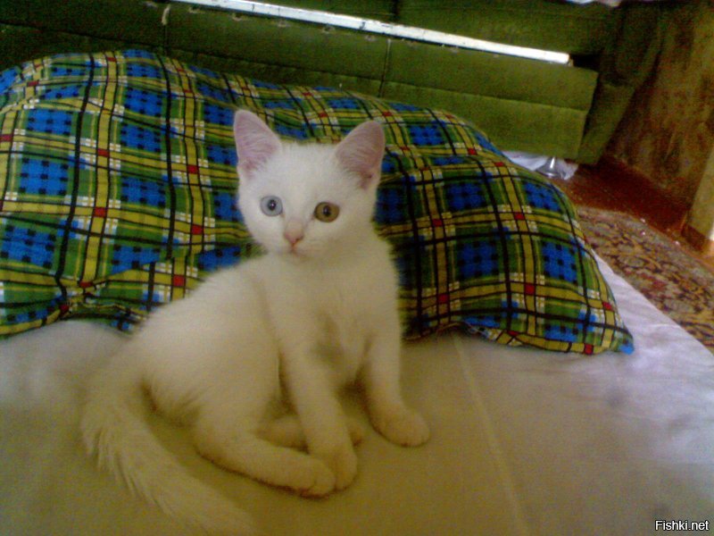 Мой, прижившийся, рожденный за гаражами, в мусоре, найденыш