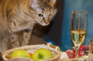 Гусик, салатики. Главное - компания :)