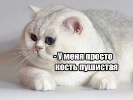 «Какие батоны». Цирковые львицы из владивостока прославились благодаря пухленьким бокам