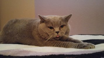 Подборка 10 домашних пухнастиков, без которых скучно жить!