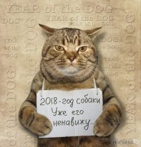 Подборка 10 домашних пухнастиков, без которых скучно жить!