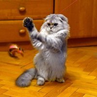 Ёлку ставить буду. Маленькую,и в шкафу.А то придёт этот "товарисч" и угробит её за минуту:)