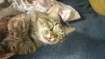 Подборка 10 домашних пухнастиков, без которых скучно жить!