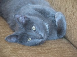 Ну и я похвастаюсь своим "кабыздохом". Подобрали в мороз на улице котенком. Вымахал огромный кот. Одни плюсы: немаркий, неорущий, негадящий.