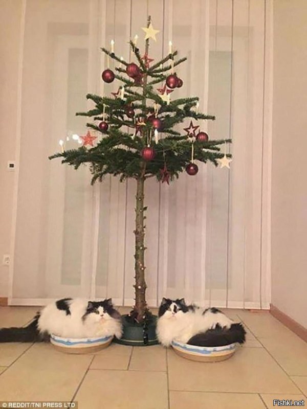 25 кошек и собак, которые разрушили Рождество