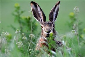 12 самых полезных постов, опубликованных на Фишках в 2017 году