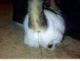 Это они так заземляются для стекания статического электричества