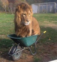 Картинки с надписями для настроения