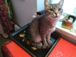 Маё  заводская подобрашка . Почему то считает, что все , на что можно сесть , это именно для него кладется