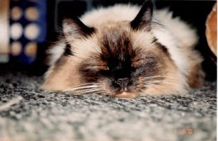 Тоже уже в своем кошачем раю.