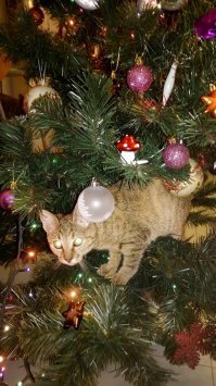 У них лапки! 17 котов, которые думают, что они елочные украшения