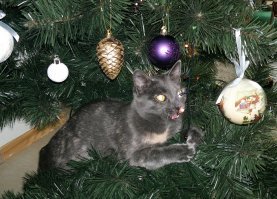 У них лапки! 17 котов, которые думают, что они елочные украшения