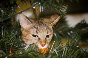 У них лапки! 17 котов, которые думают, что они елочные украшения