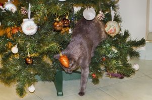 У них лапки! 17 котов, которые думают, что они елочные украшения