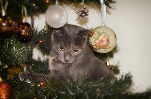 У них лапки! 17 котов, которые думают, что они елочные украшения