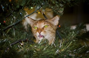 У них лапки! 17 котов, которые думают, что они елочные украшения