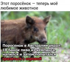 Страшнее вепря зверя нет! Кабанчик пытается забодать своего обидчика