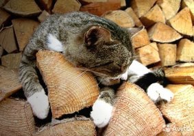 Толедо, фи...
Представляю вам оружие котанских воинов. Воин овладевает искусство боя с Дроведо.