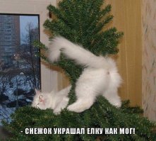 У них лапки! 17 котов, которые думают, что они елочные украшения