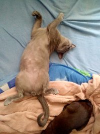 Мой кот любит лежать на  спине, недавно у ветеринара на УЗИ разлегся, замурчал и не особо хотел уходить. Держать даже не пришлось. В переноске не орет. Для этого надо  возить кота голодным, но взять долгоразгрызаемое лакомство. Занятый хищник не будоражит общественность и не выбивает сумку из рук .