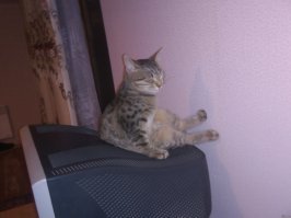Нас и тут не плохо кормят. А ещё у него "кореш" есть...