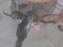 Кот - мальчик, собака - девочка...  И ещё один кот есть. Нормально все вместе живут, ни кто, ни кого не трогает...:)