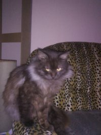 Кот - мальчик, собака - девочка...  И ещё один кот есть. Нормально все вместе живут, ни кто, ни кого не трогает...:)