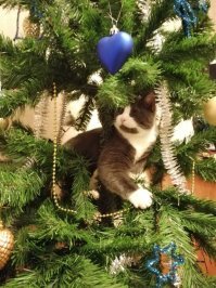 вчера тоже своего поймали  половину елки разнес