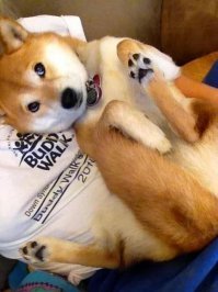 мы все такие разные, миленькие, пушистенькие. .. А все равно и тапок сгрызем , и елку перевернем, и в 3 ночи писать наскулим