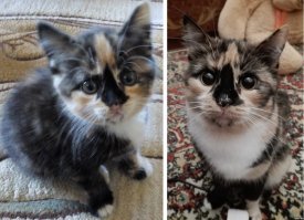 Мы свою малявочкой в лесу возле дороги подобрали. Видать кто-то на ходу из машины выбросил. Глазюки все в пыли и грязи были, почти ничего не видела, носик сломан (до сих пор если долго побегает, то потом тяжело дышит и вываливает язык), вся в блохах, грязная, голодная. Выходили.
Не понимаю я людей, которые могут вот так месячного котенка из машины на ходу швырнуть...