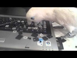 Не каждый жаждет популярности! Реакция попугая на видео, где он напевает рингтон iPhone