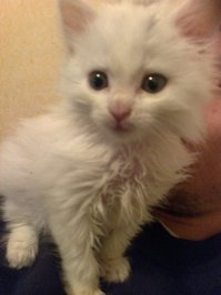 Давным давно нам подкинули холодной осенью двух котят, выжил только один, назвали Вайта, выросла настоящая охотница) жаль не знаю ее судьбу,  все осталось в прошлом..