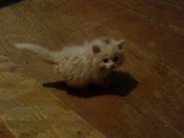 Давным давно нам подкинули холодной осенью двух котят, выжил только один, назвали Вайта, выросла настоящая охотница) жаль не знаю ее судьбу,  все осталось в прошлом..